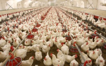 poultry-farming-800x500_c